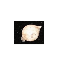 RITUAL AJO MACHO PEQUEÑO